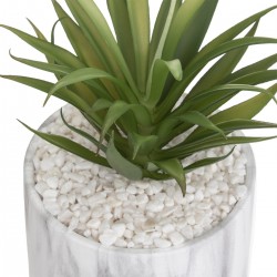 Plante Pot Marbre Assortiment H 17,5 