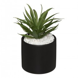 Plante Pot Marbre Assortiment H 17,5 