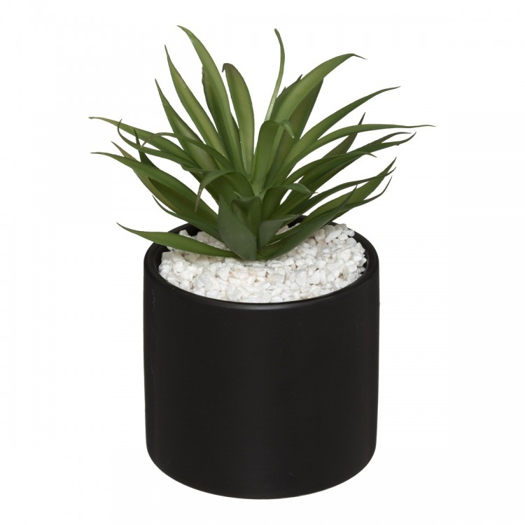 Plante Pot Marbre Assortiment H 17,5 