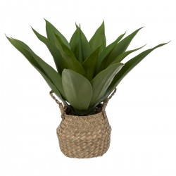 Agave et son pot en roseau H48 cm