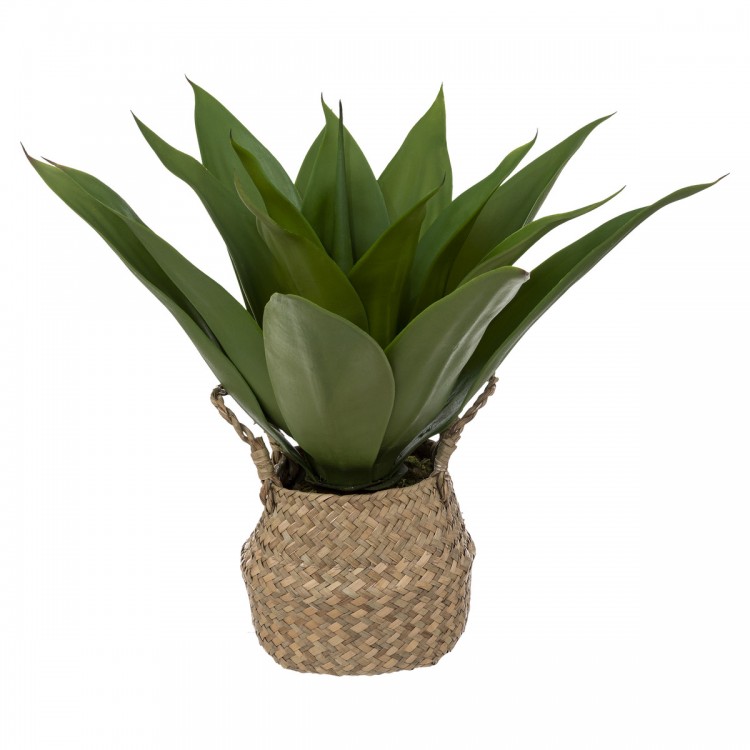 Agave et son pot en roseau H48 cm