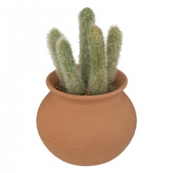 Cactus en pot de terre cuite "Alicante" H16,5 cm