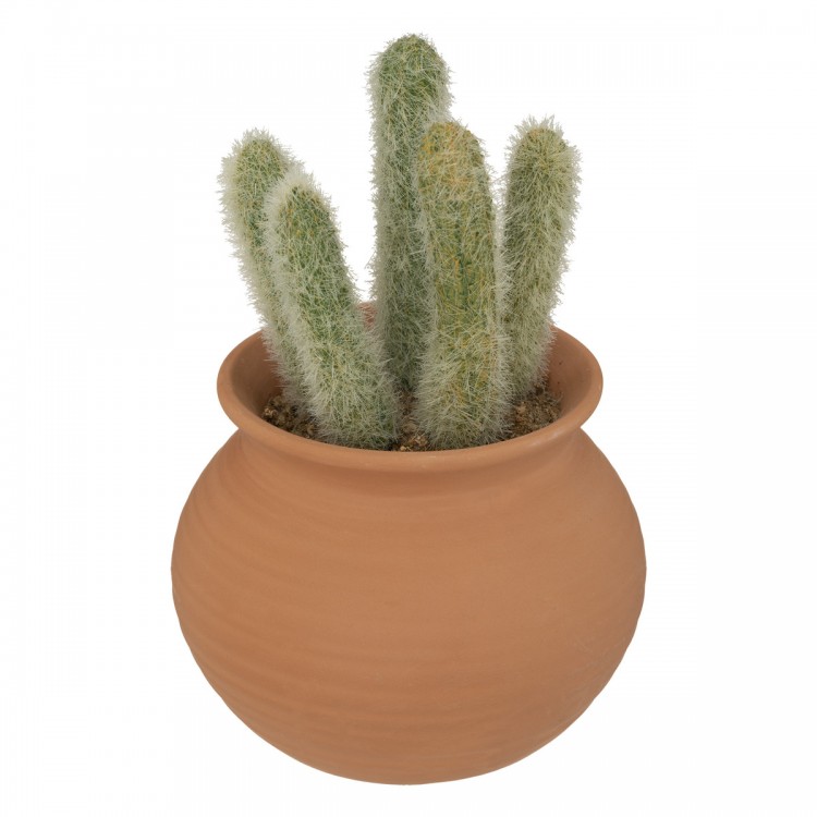 Cactus en pot de terre cuite "Alicante" H16,5 cm