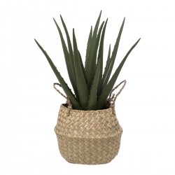 Aloe vera et son pot en roseau H40 cm - My Kozy Shop