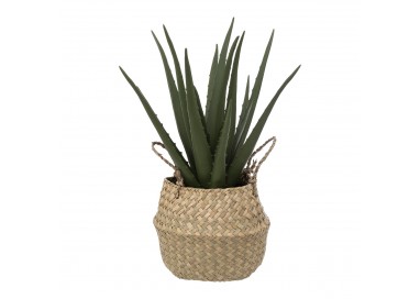 Aloe vera et son pot en roseau H40 cm - My Kozy Shop