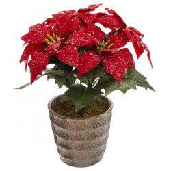 Composition de Poinsettia à paillettes H22 cm