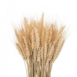Fagot de blé séché "Loumarin" H65 cm