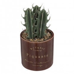 Plante et pot en céramique "Botanic Factory" H19,5cm - Divers modèles