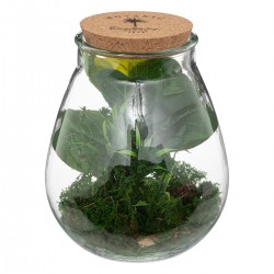 terrarium botanic factory dans son vase en verre bombé et bouchon de liège My Kozy Shop image