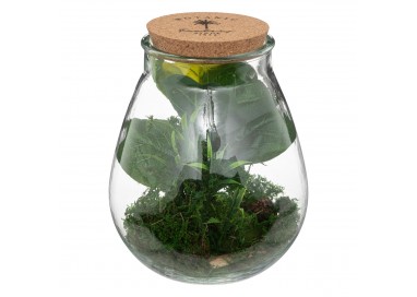 terrarium botanic factory dans son vase en verre bombé et bouchon de liège My Kozy Shop image