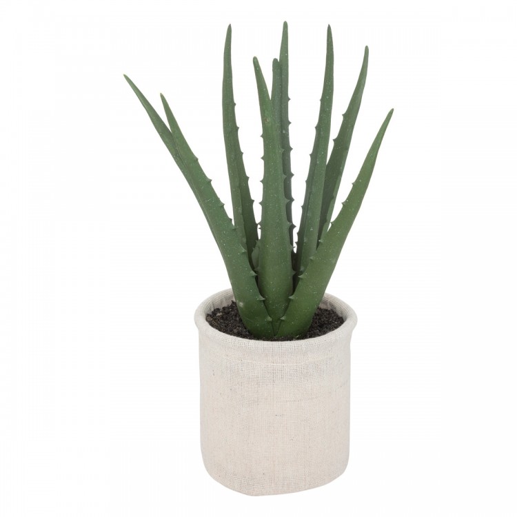 Plante d'aloe vera dans son pot blanc My Kozy Shop image