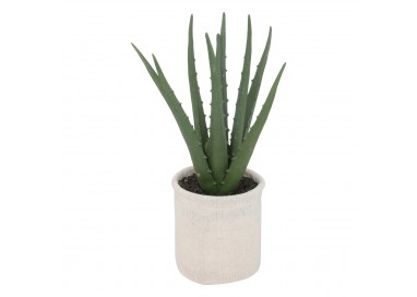 Plante d'aloe vera dans son pot blanc My Kozy Shop image