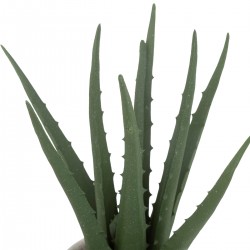 Plante d'aloe vera dans son pot blanc My Kozy Shop image