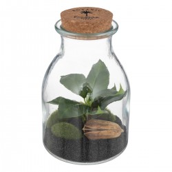 Terrarium avec bocal en verre et bouchon de liège My Kozy Shop image