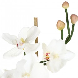 Composition florale d'orchidées 