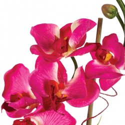 Composition florale d'orchidées 
