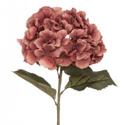 Tige d'hortensia prune "Gypsy" H83cm