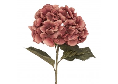 Tige d'hortensia prune "Gypsy" H83cm