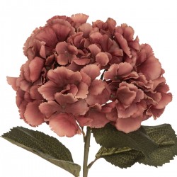 Tige d'hortensia prune "Gypsy" H83cm