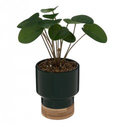 Plante artificielle "Le Collectionneur" Vert foncé H26cm - My Kozy Shop