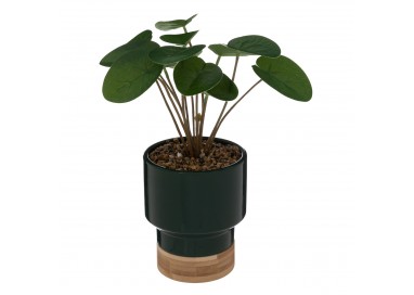 Plante artificielle "Le Collectionneur" Vert foncé H26cm - My Kozy Shop