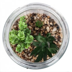 Terrarium et couvercle de bois 