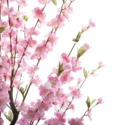 Cerisier en fleur 100cm