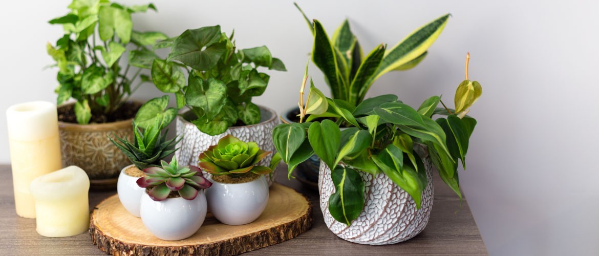 Plantes artificielles - My Kozy Shop